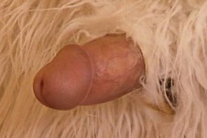 jlzzz在现视频